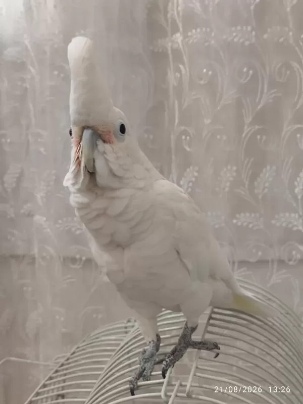 Full Evcil Kakadu Papağani