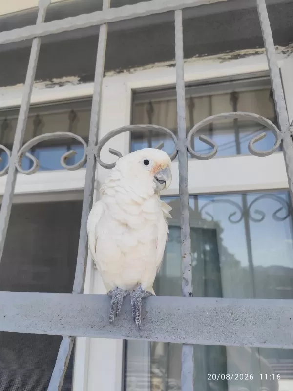 Full Evcil Kakadu Papağani