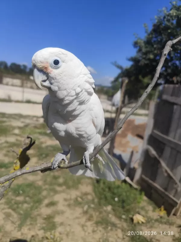 Full Evcil Kakadu Papağani
