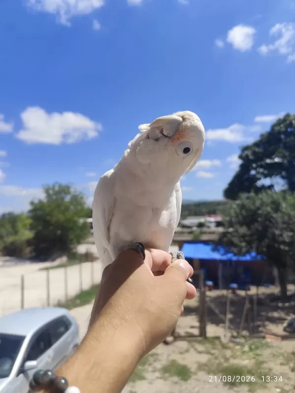 Full Evcil Kakadu Papağani