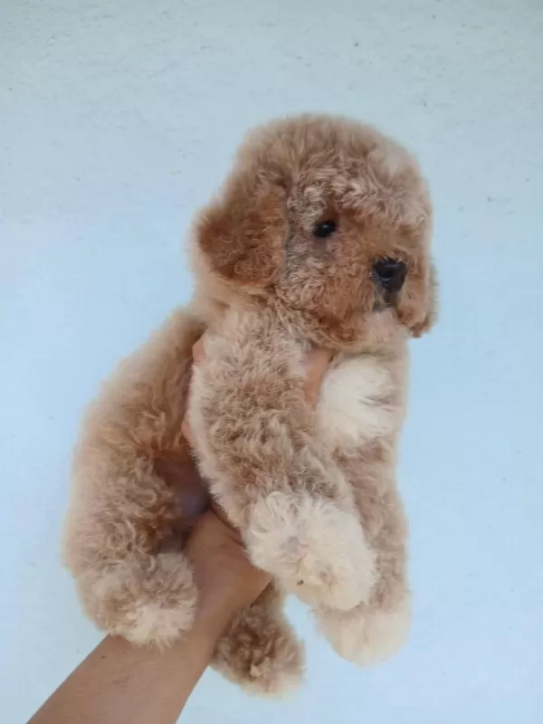 Aşılı Teacup Kore Maltipoo
