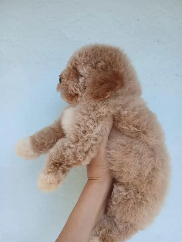 Aşılı Teacup Kore Maltipoo