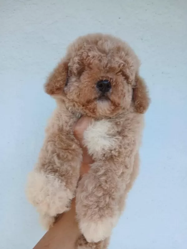 Aşılı Teacup Kore Maltipoo