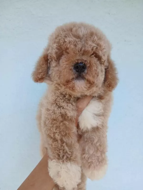 Aşılı Teacup Kore Maltipoo