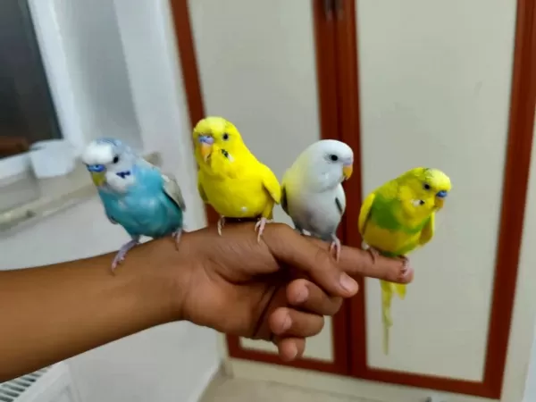 Konuşan Evcil Muhabbet Kuşları