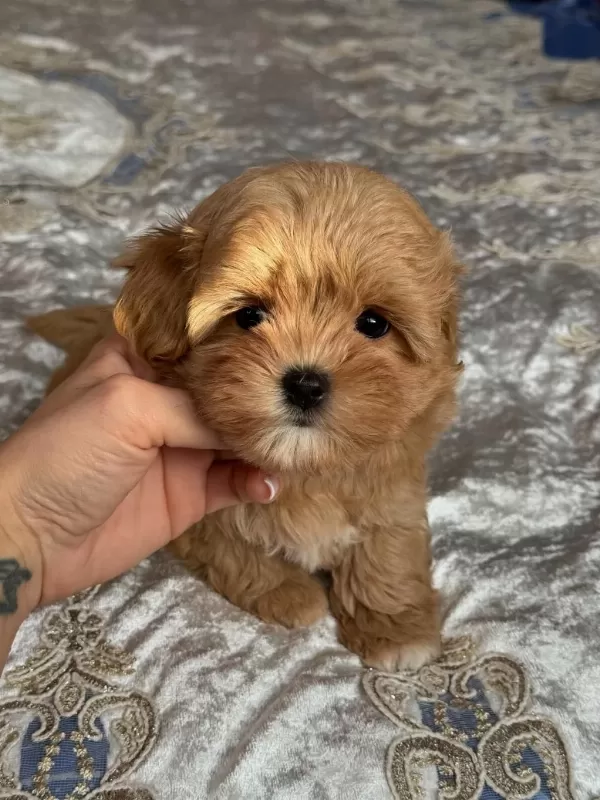 Efsane Maltipoo Yavrulari