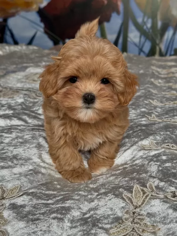 Efsane Maltipoo Yavrulari