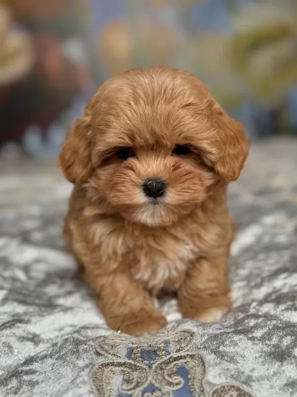Efsane Maltipoo Yavrulari