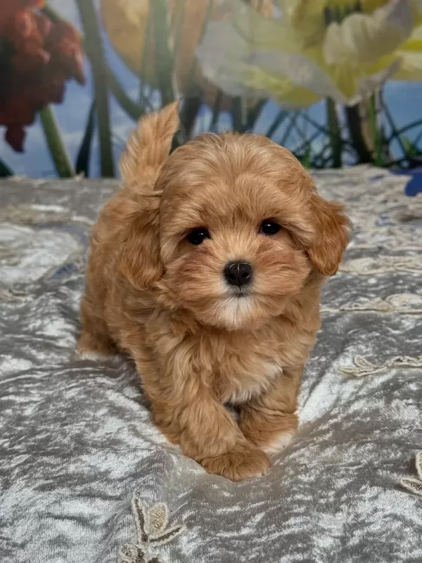 Efsane Maltipoo Yavrulari