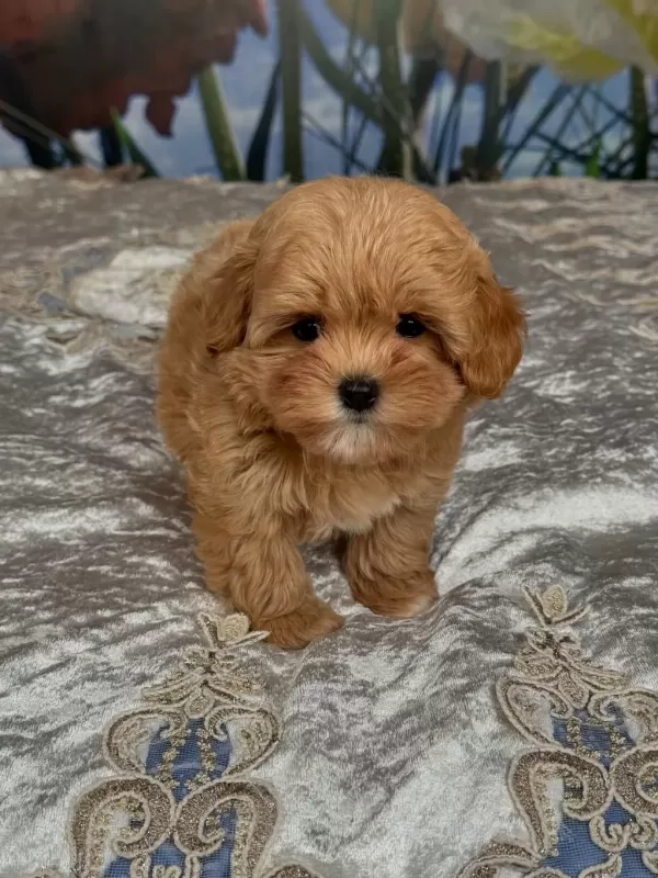 Efsane Maltipoo Yavrulari