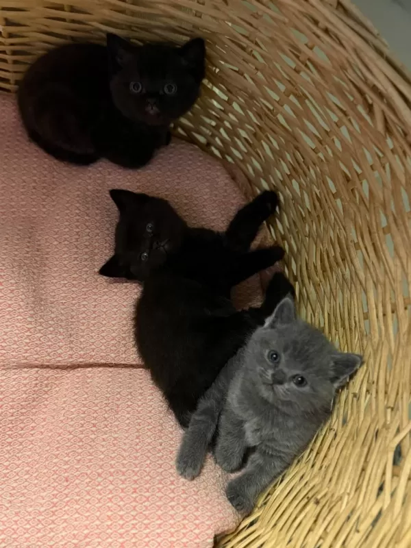Yeni Yuvalarını Arayan Bebek Kediler