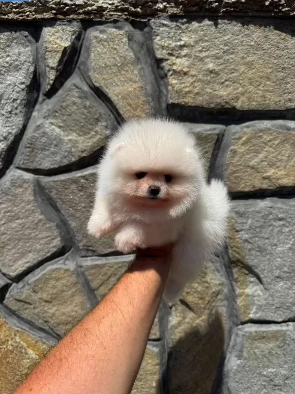 Ankaranın Tek Pet Danışmanlığı