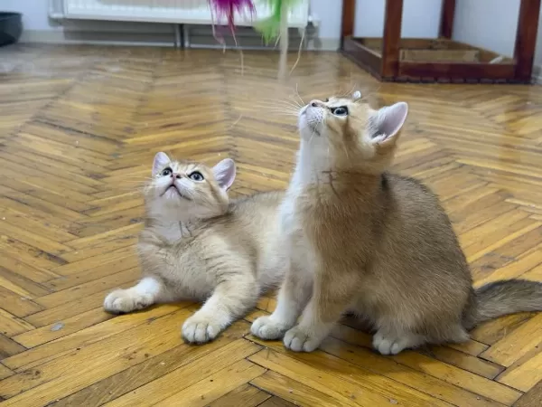 Özel Kan Hattı British Shorthair Golden (ny11 & Ny25)