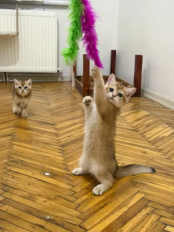 Özel Kan Hattı British Shorthair Golden (ny11 & Ny25)