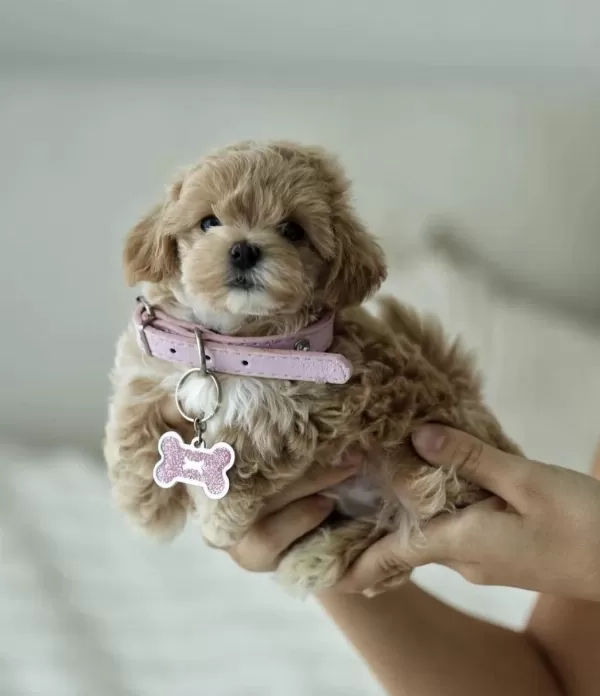 Micro Boy Teddy Bear Maltipoo