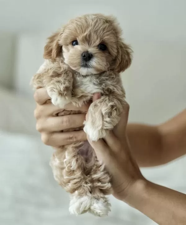 Micro Boy Teddy Bear Maltipoo