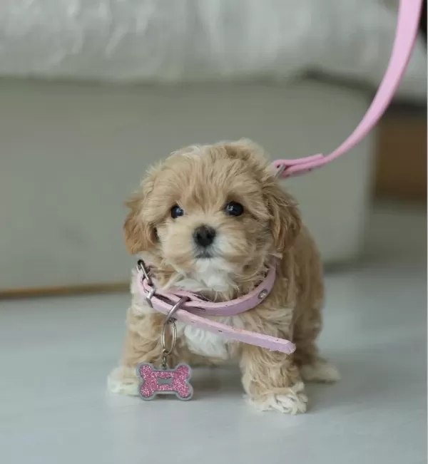 Micro Boy Teddy Bear Maltipoo