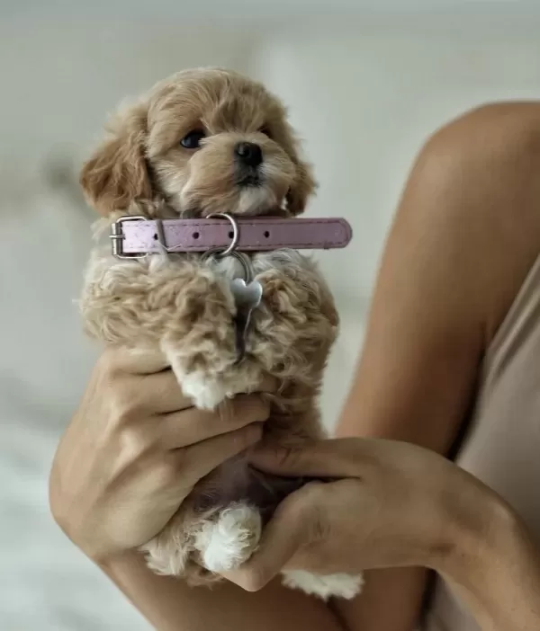 Micro Boy Teddy Bear Maltipoo