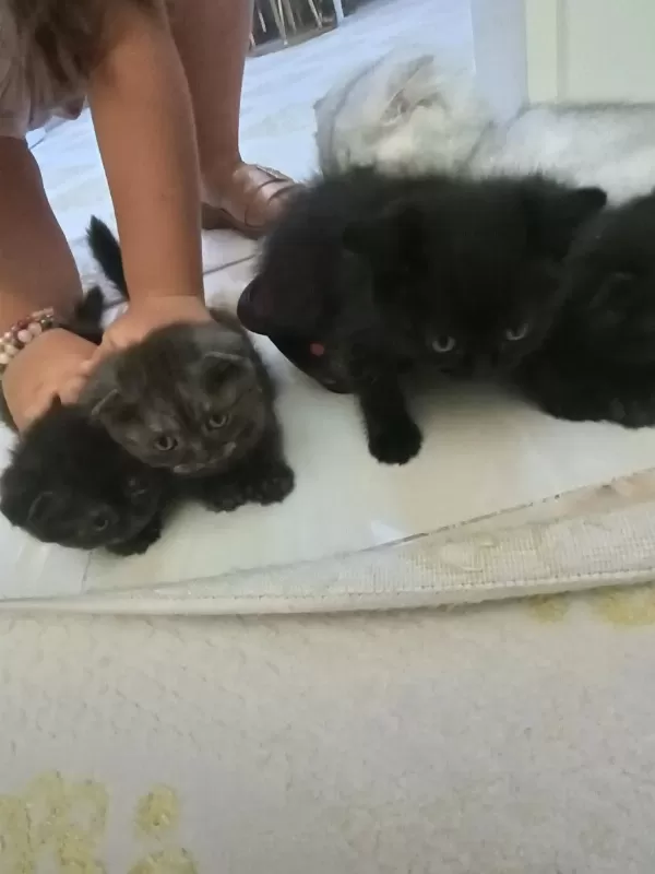 Yavru Kedimiz 2 Aylık