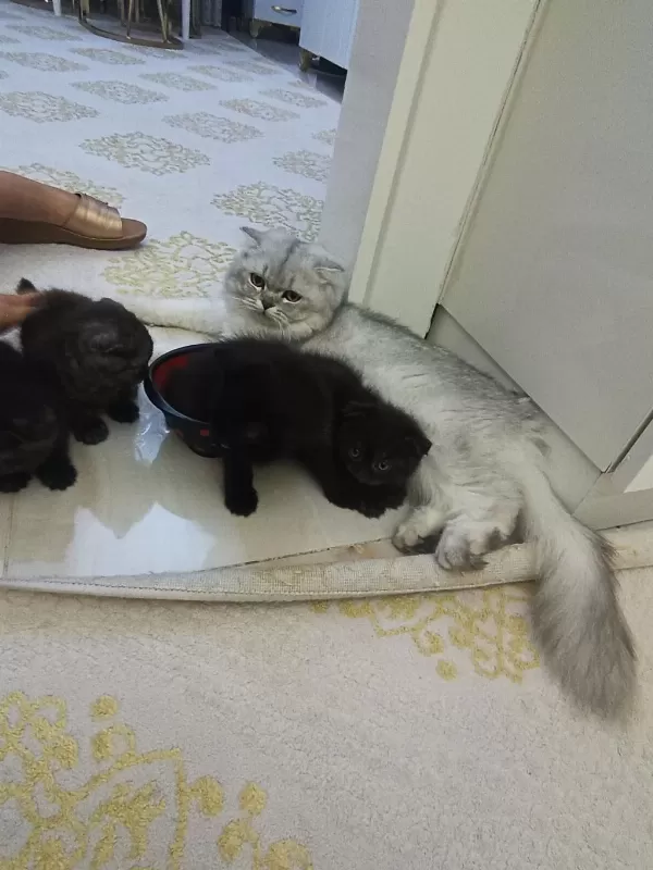 Yavru Kedimiz 2 Aylık