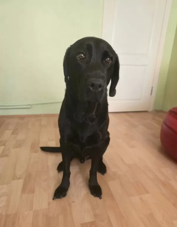Safkan Erkek Labrador
