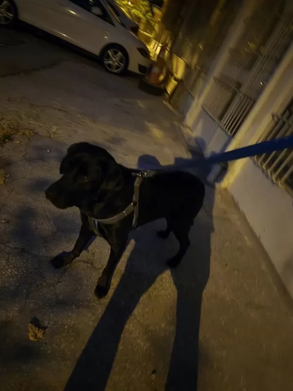 Safkan Erkek Labrador