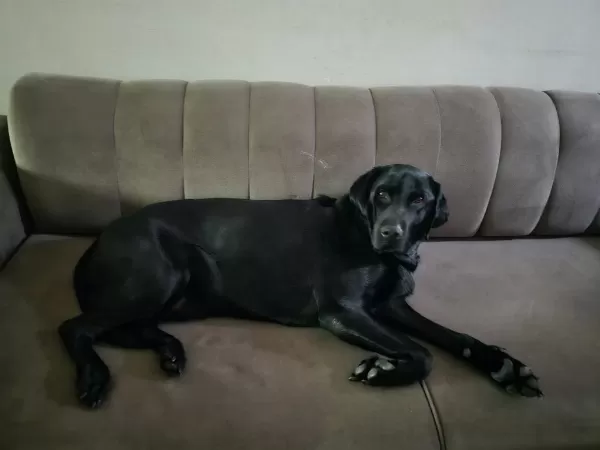 Safkan Erkek Labrador