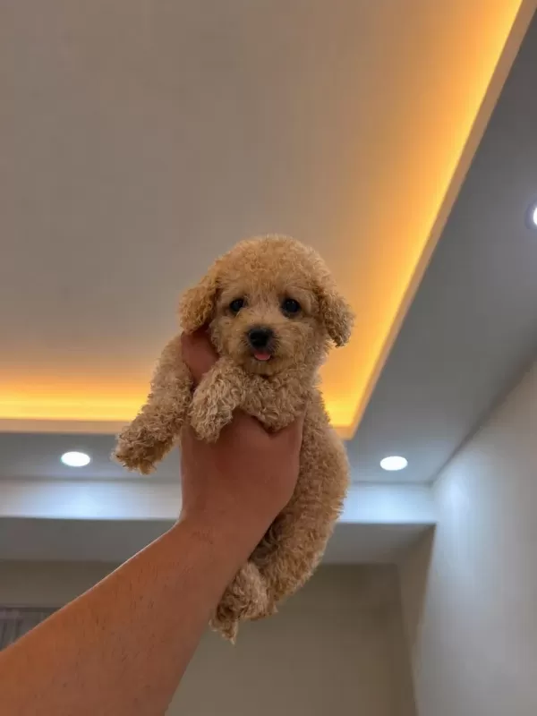 Toypoodle Kilo Garantili