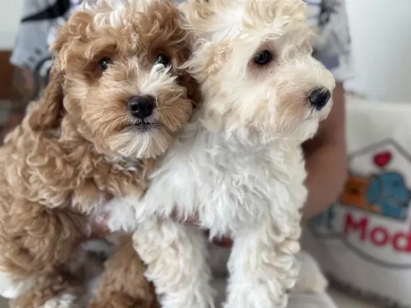 Ankarada Wc Eğitimli Maltipoo Yavrularımız