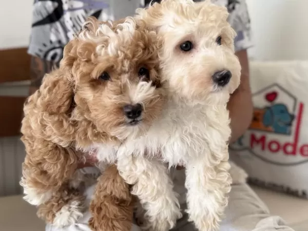 Ankarada Wc Eğitimli Maltipoo Yavrularımız