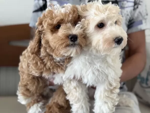 Ankarada Wc Eğitimli Maltipoo Yavrularımız