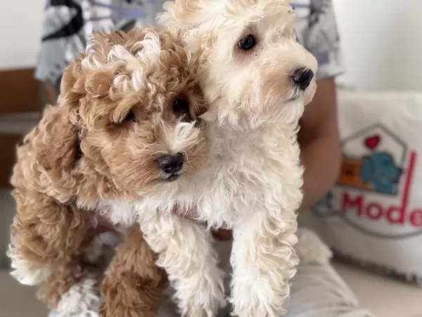 Ankarada Wc Eğitimli Maltipoo Yavrularımız