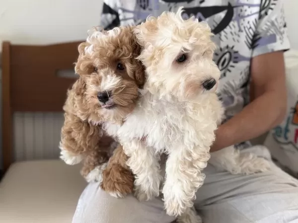 Ankarada Wc Eğitimli Maltipoo Yavrularımız