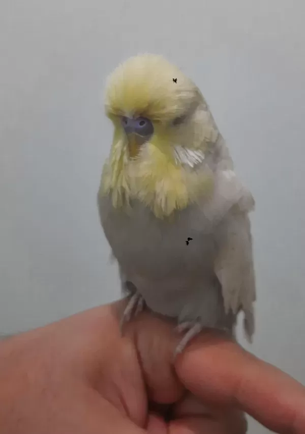Show Jumbo Muhabbet Kuşu Erkek