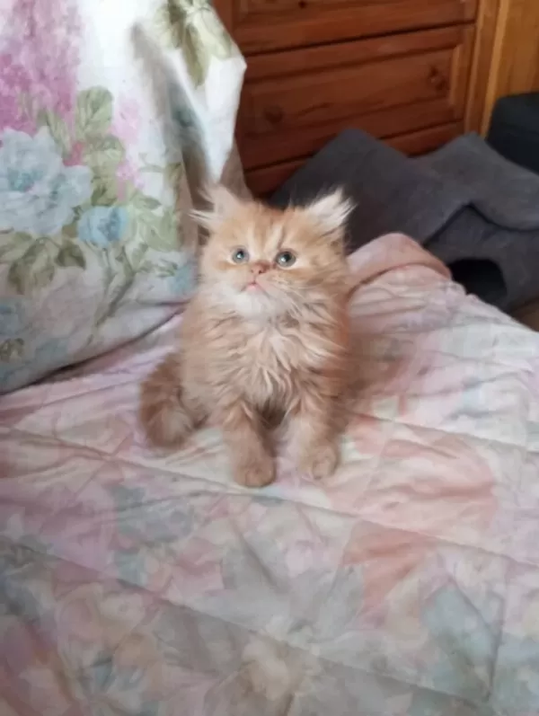 Golden British Longhair Erkek Yavru