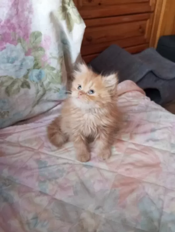 Golden British Longhair Erkek Yavru