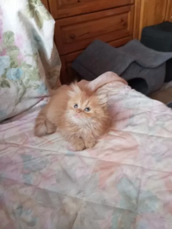 Golden British Longhair Erkek Yavru