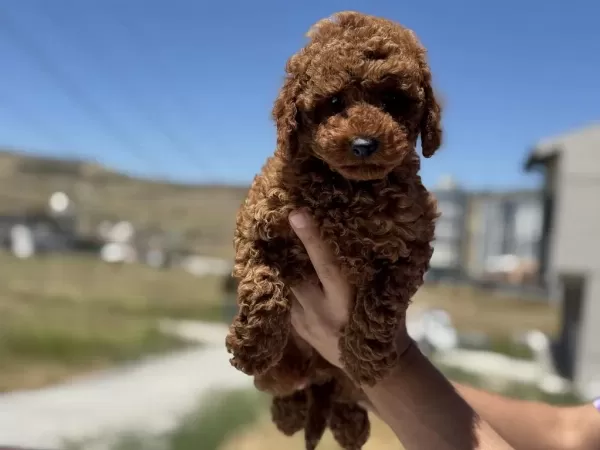 Petmode Köpek Çiftliğinden Toy Poodle Yavrular