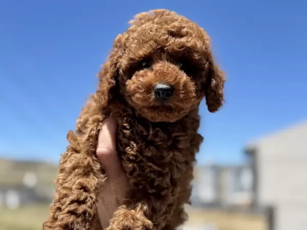 Petmode Köpek Çiftliğinden Toy Poodle Yavrular