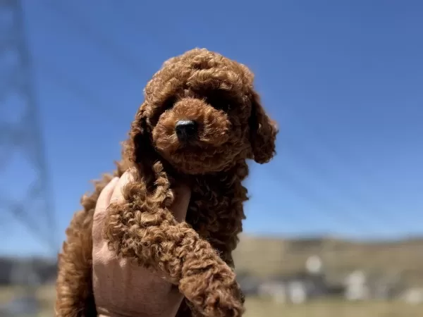 Petmode Köpek Çiftliğinden Toy Poodle Yavrular