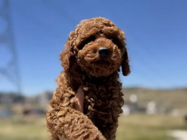 Petmode Köpek Çiftliğinden Toy Poodle Yavrular