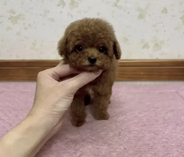 Toy Poodle Köpeğimiz İçin Ulaşin