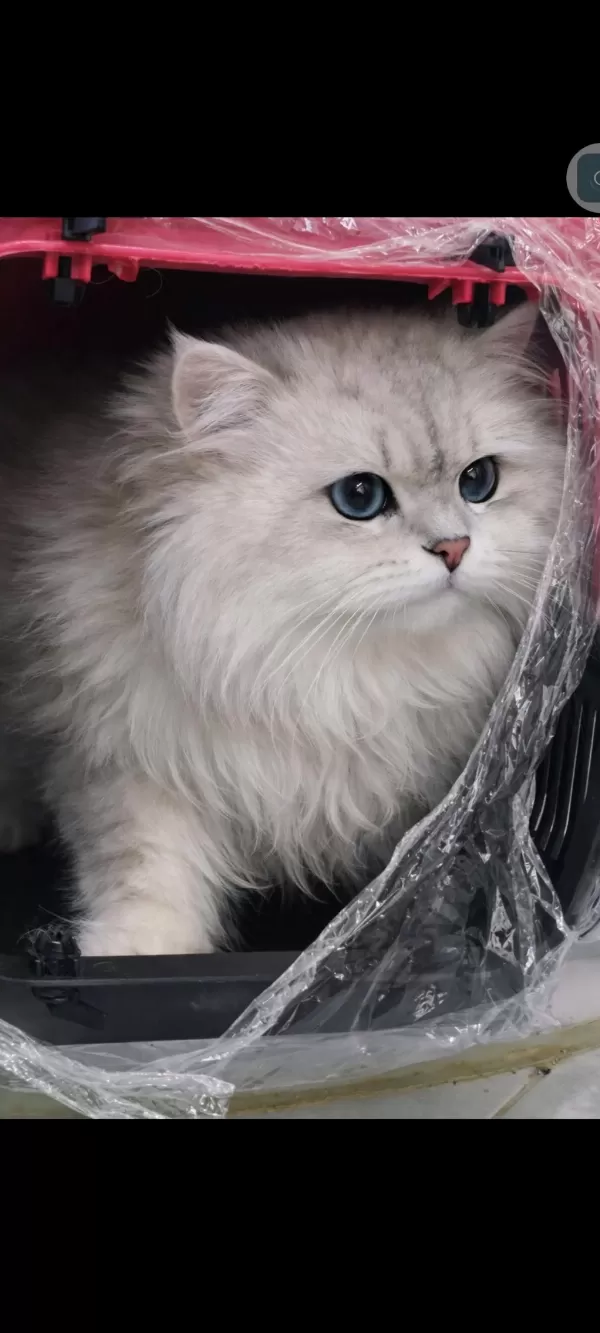 British Longhair Eşleşme İlani
