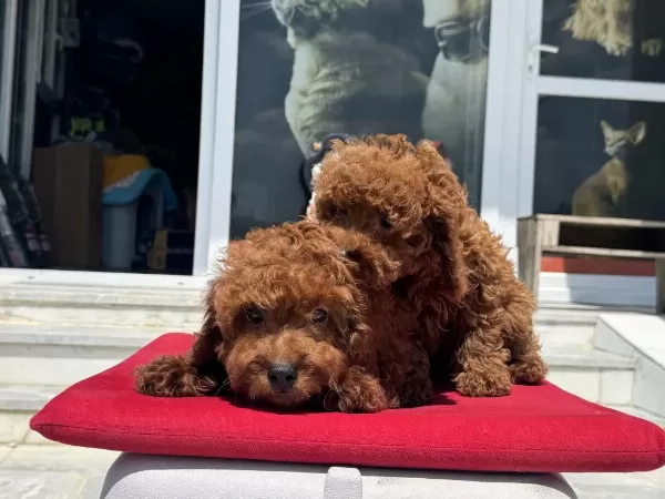 Petmode Köpek Çiftliğinde Ziyarete Açık Toy Poodle