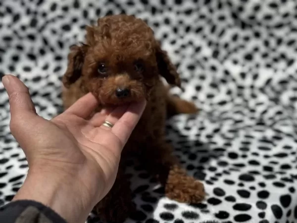Petmode Köpek Çiftliğinden Tea Cup Kore Poodle
