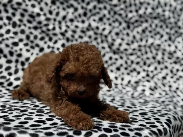 Petmode Köpek Çiftliğinden Tea Cup Kore Poodle