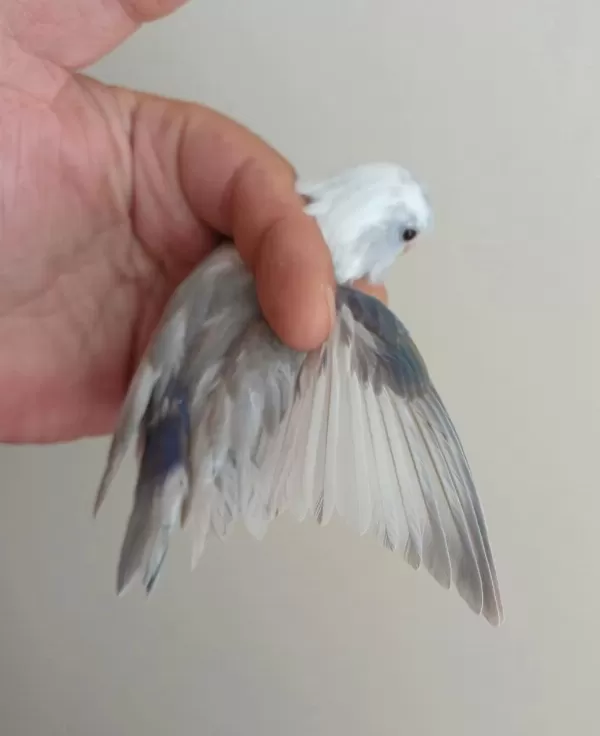 Yavru Erkek Forpus Papağanı