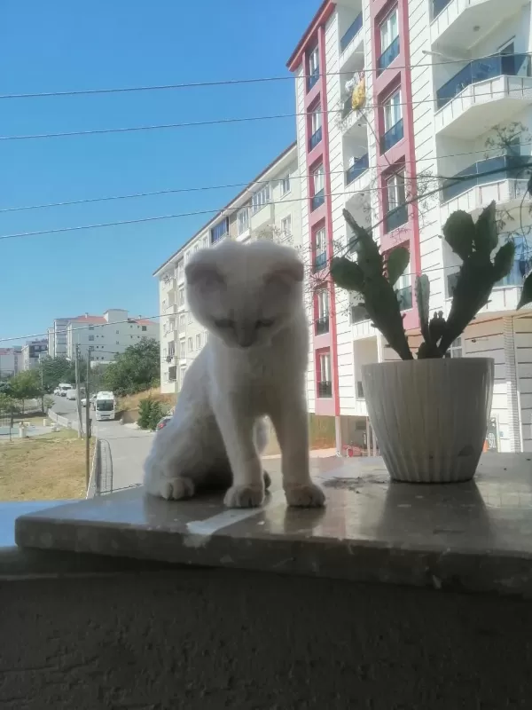 Uysal Kedimiz Şaziyee