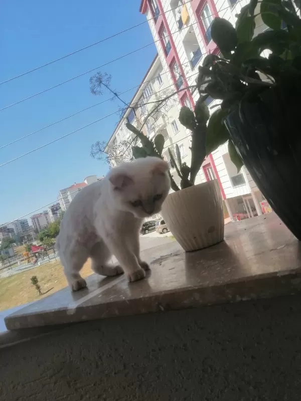 Uysal Kedimiz Şaziyee