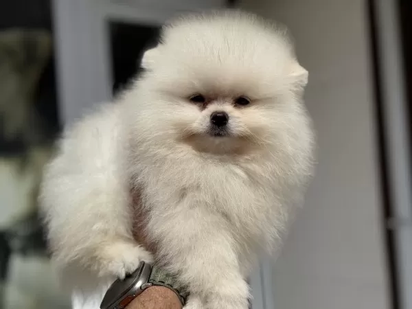 Petmode Köpek Çiftliğinden Tea Cup Pomeranian